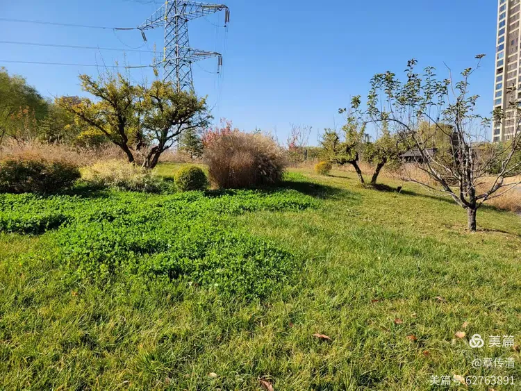 冬游曲江花影公园